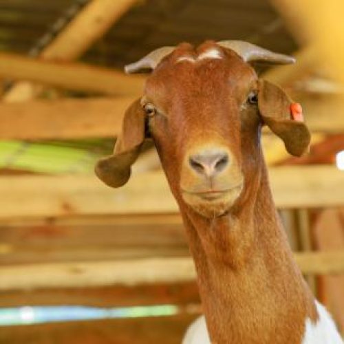 Cornerstone Integrated Farm 3