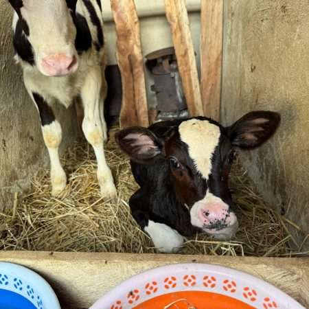 Cornerstone Integrated Farm Kassanda 5