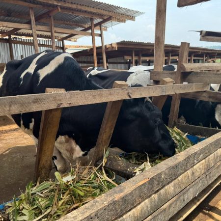 Cornerstone Integrated Farm Kassanda 8